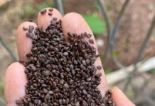 Inseticida natural desenvolvido pela Unemat de Alta Floresta avança contra praga agrícola