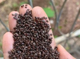 Inseticida natural desenvolvido pela Unemat de Alta Floresta avança contra praga agrícola