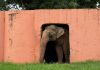 Justiça autoriza transferência de elefante para santuário em MT
