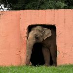Justiça autoriza transferência de elefante para santuário em MT