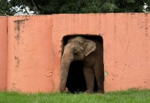 Justiça autoriza transferência de elefante para santuário em MT