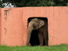 Justiça autoriza transferência de elefante para santuário em MT
