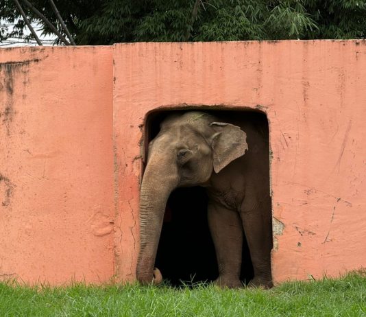 Justiça autoriza transferência de elefante para santuário em MT