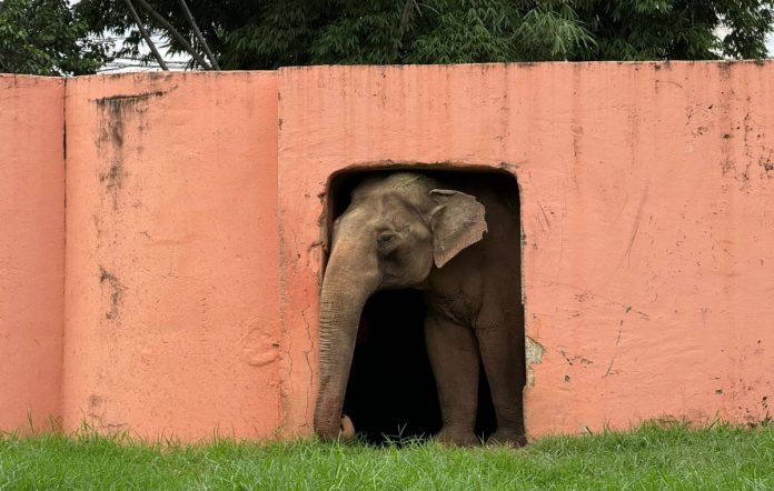 Elefante_Sandro