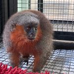 Macacos zogue-zogue recebem tratamento médico e são devolvidos à natureza em Alta Floresta