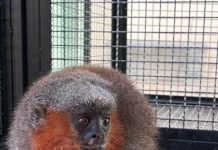 Macacos zogue-zogue recebem tratamento médico e são devolvidos à natureza em Alta Floresta