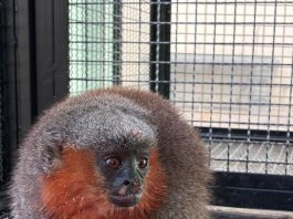 Macacos zogue-zogue recebem tratamento médico e são devolvidos à natureza em Alta Floresta