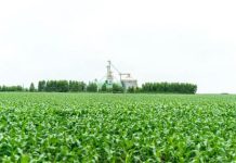 Falta de armazenagem no agro gera prejuízo bilionário ao produtor