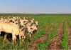 Pesquisas apontam caminhos para reduzir emissões de carbono na pecuária