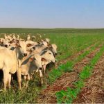 Pesquisas apontam caminhos para reduzir emissões de carbono na pecuária