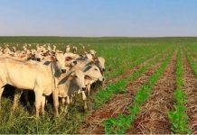 Pesquisas apontam caminhos para reduzir emissões de carbono na pecuária