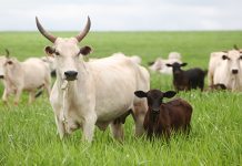 Mato Grosso sediará maior conferência nacional de defesa agropecuária em junho