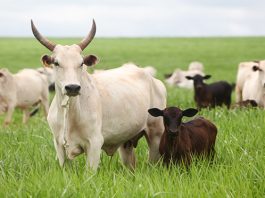 UE mantém suspensão de carnes brasileiras a partir desta quinta-feira