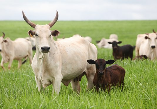 Inteligência artificial amplia análise da alimentação na produção animal