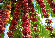 Com assistência técnica da Empaer, cafeicultura de Colniza alcança produtividade recorde