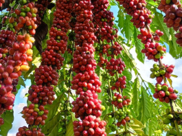 Com assistência técnica da Empaer, cafeicultura de Colniza alcança produtividade recorde