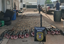 Polícia Civil apreende mais de 900 quilos de pescado irregular e desarticula esquema de pesca predatória em Cuiabá