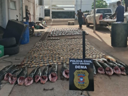 Polícia Civil apreende mais de 900 quilos de pescado irregular e desarticula esquema de pesca predatória em Cuiabá