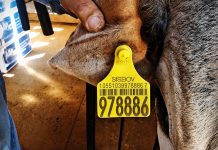 Conferência nacional debate implantação da rastreabilidade bovina obrigatória até 2032