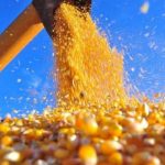 Colheita do milho em Mato Grosso supera 10% da área plantada