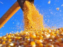 Colheita do milho em Mato Grosso supera 10% da área plantada