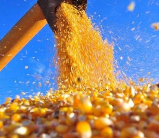 Colheita do milho em Mato Grosso supera 10% da área plantada