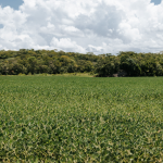 STF homologa Plano Estadual de Regularização Ambiental de MT e destaca evolução do planejamento