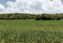 STF homologa Plano Estadual de Regularização Ambiental de MT e destaca evolução do planejamento