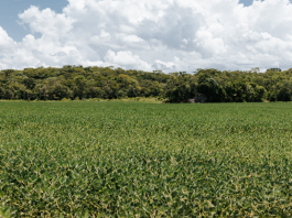 STF homologa Plano Estadual de Regularização Ambiental de MT e destaca evolução do planejamento