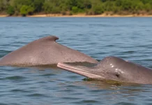 Família fisga boto raro em pescaria e devolve animal ao Rio Araguaia