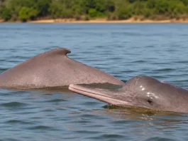 Família fisga boto raro em pescaria e devolve animal ao Rio Araguaia