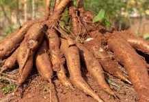 Briga por pé de mandioca acaba em ameaça de morte em Mato Grosso
