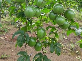 Pesquisa da Unemat em Tangará da Serra desenvolve maracujá adaptado ao clima de Mato Grosso