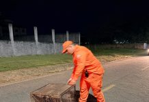 VÍDEO: Bicho-preguiça é resgatado após aparecer em avenida da cidade
