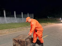 VÍDEO: Bicho-preguiça é resgatado após aparecer em avenida da cidade