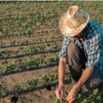 Nova regra amplia isenção de ICMS para agricultura familiar em MT