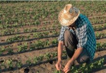 Nova regra amplia isenção de ICMS para agricultura familiar em MT