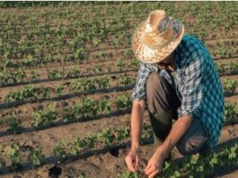 Nova regra amplia isenção de ICMS para agricultura familiar em MT