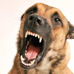 Mulher é atacada por cão durante caminhada em Rondonópolis