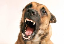 Mulher é atacada por cão durante caminhada em Rondonópolis
