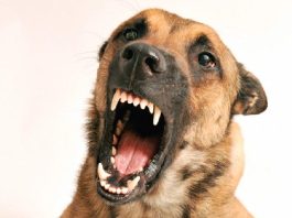 Mulher é atacada por cão durante caminhada em Rondonópolis