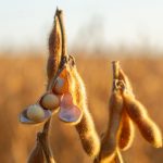 Cooperativa aciona gigante do agro em MT e pede indenização de R$ 11 milhões