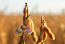 Cooperativa aciona gigante do agro em MT e pede indenização de R$ 11 milhões
