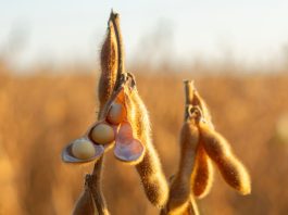 Cooperativa aciona gigante do agro em MT e pede indenização de R$ 11 milhões