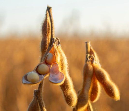 Cooperativa aciona gigante do agro em MT e pede indenização de R$ 11 milhões