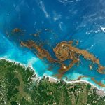 Gigante faixa de algas no Atlântico chama atenção ao chegar ao litoral brasileiro