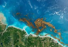 Gigante faixa de algas no Atlântico chama atenção ao chegar ao litoral brasileiro