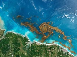 Gigante faixa de algas no Atlântico chama atenção ao chegar ao litoral brasileiro
