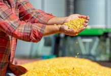 MP de dívida rural deve priorizar produtores afetados por perdas climáticas