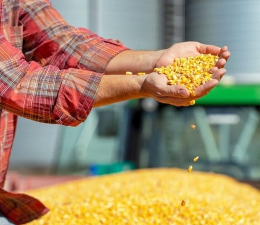 MP de dívida rural deve priorizar produtores afetados por perdas climáticas